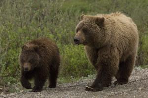 Two bears walking together