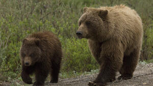 Two bears walking together