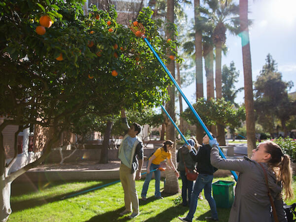 ASU Cares orange harvest