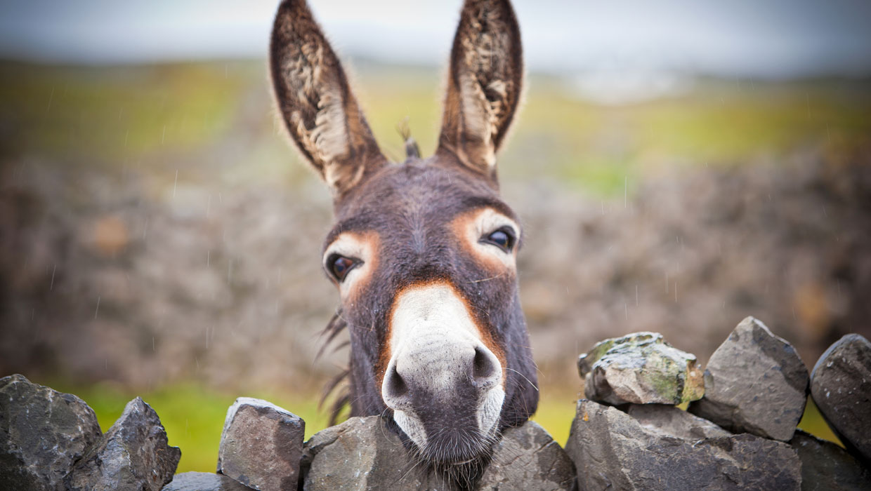 Donkey