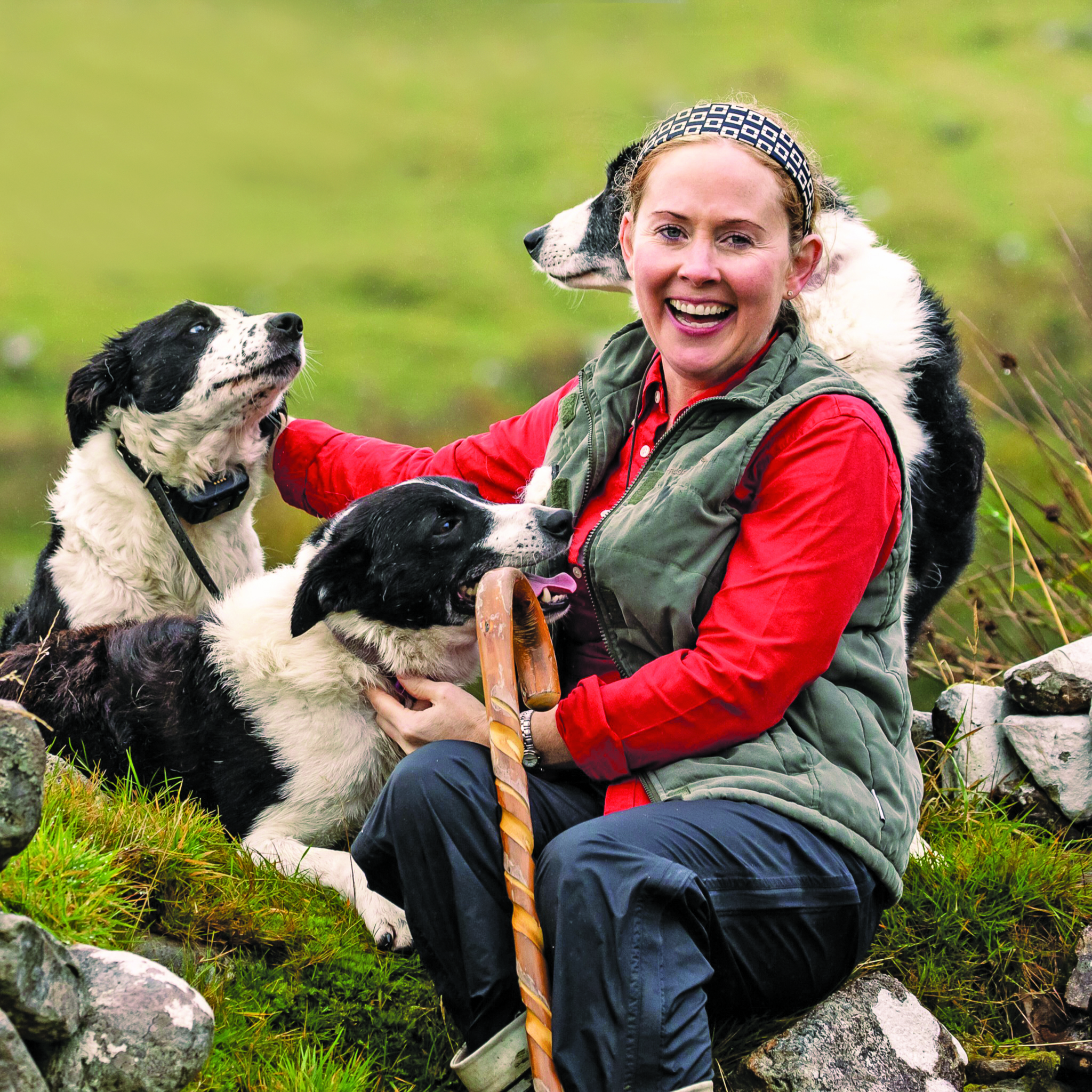 Sheep Dog Demo