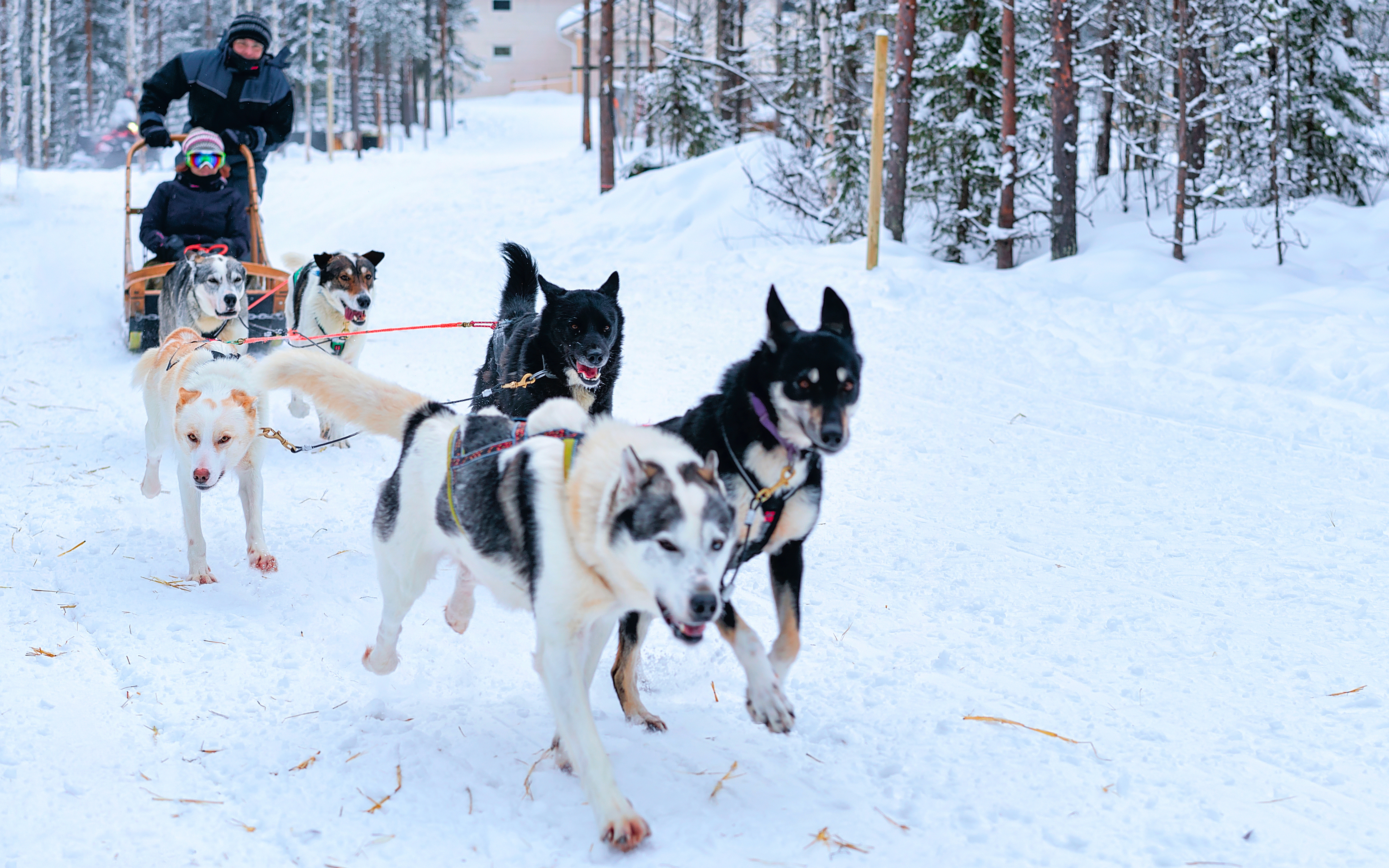 Finland Husky Safari