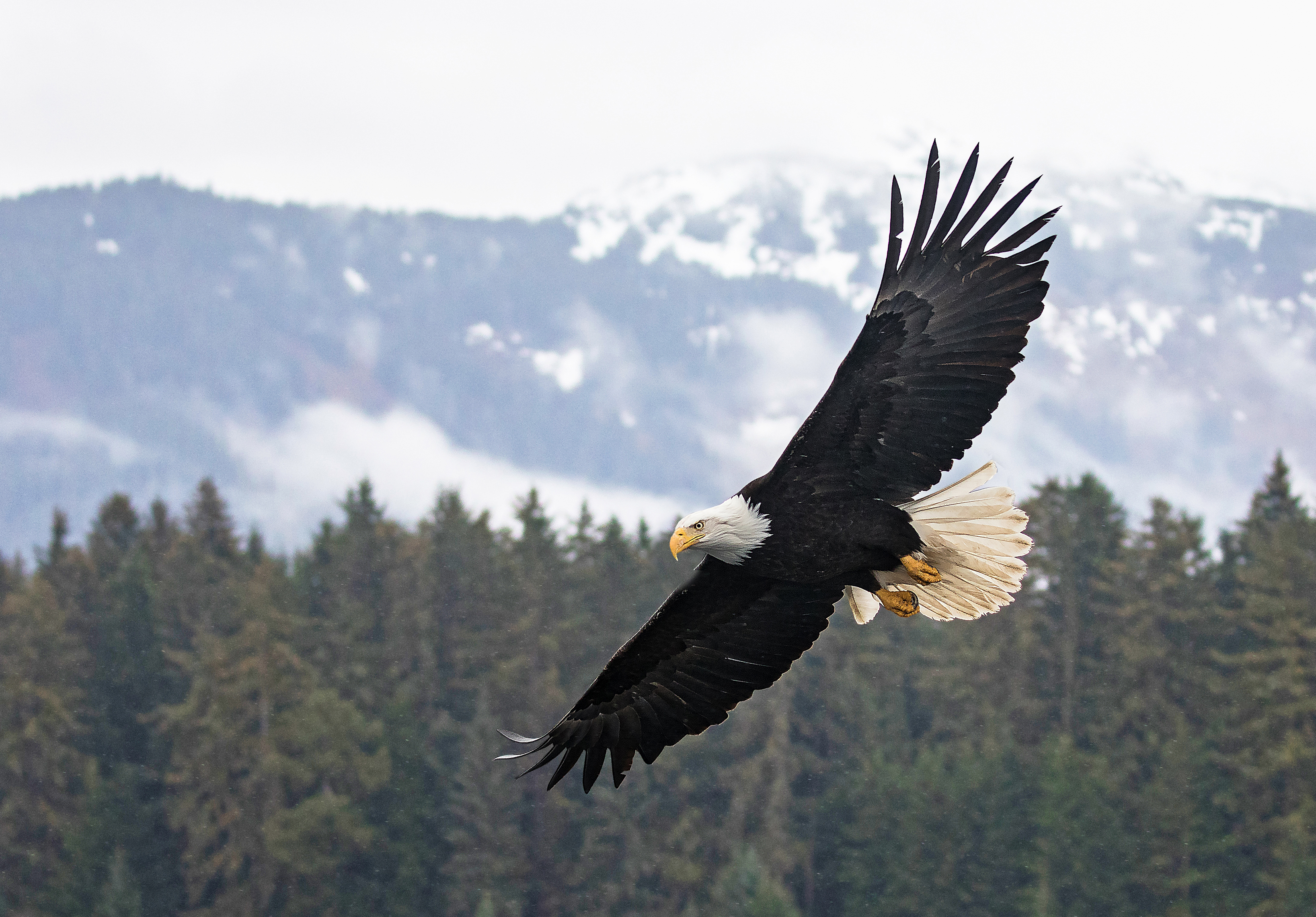 Alaska Soaring Eagle