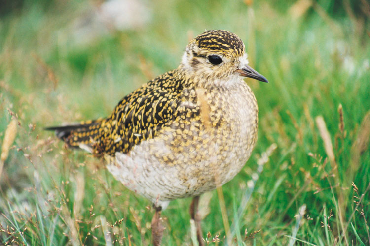 Golden Plover