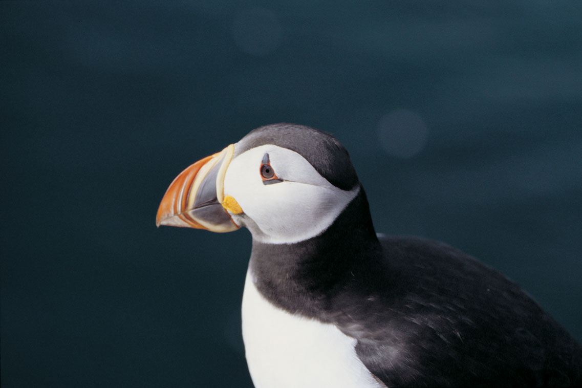 Puffin