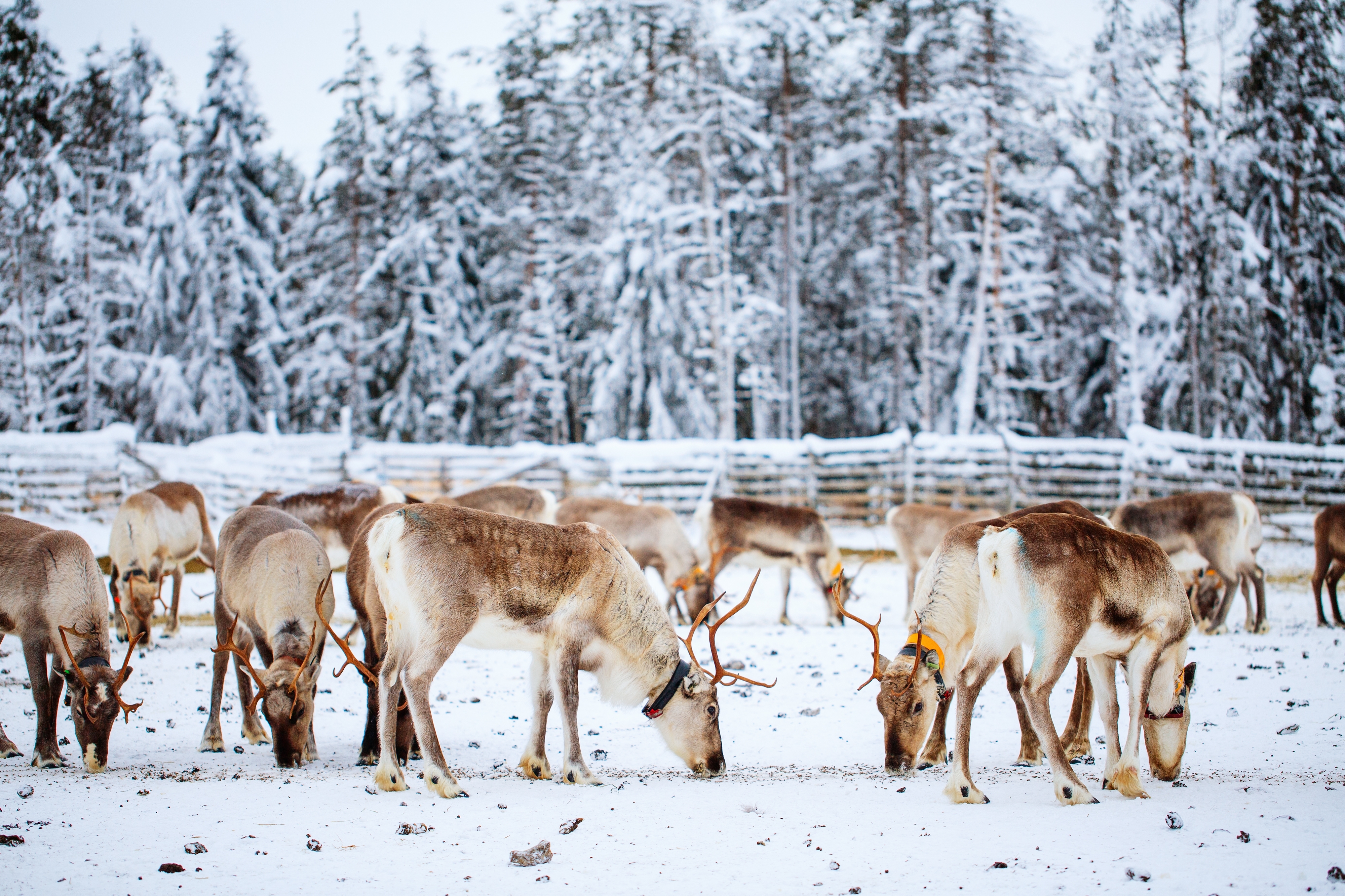 Finland Reindeer Farm