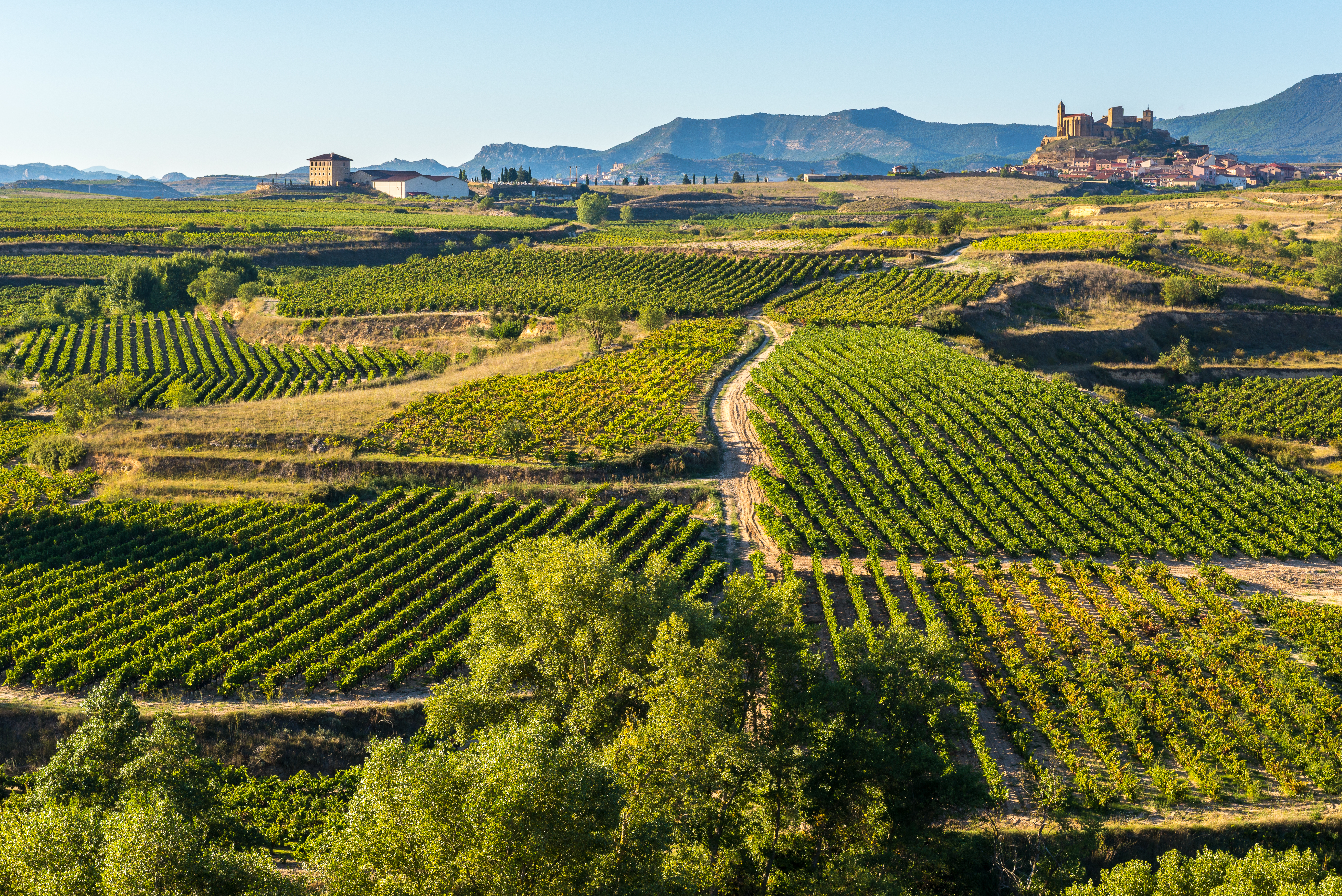 Rioja Alavesa Vineyards
