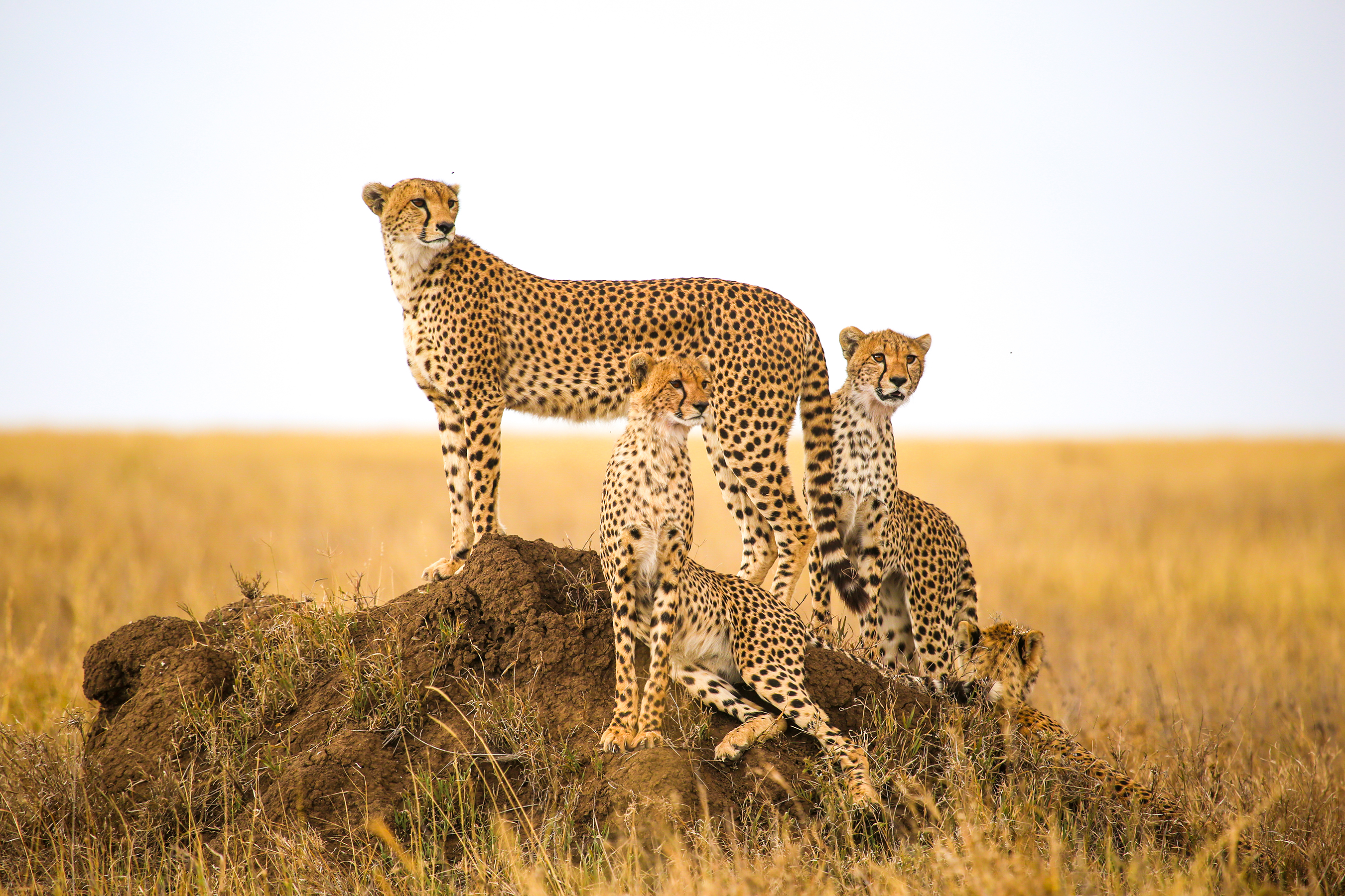 Serengeti Cheetahs