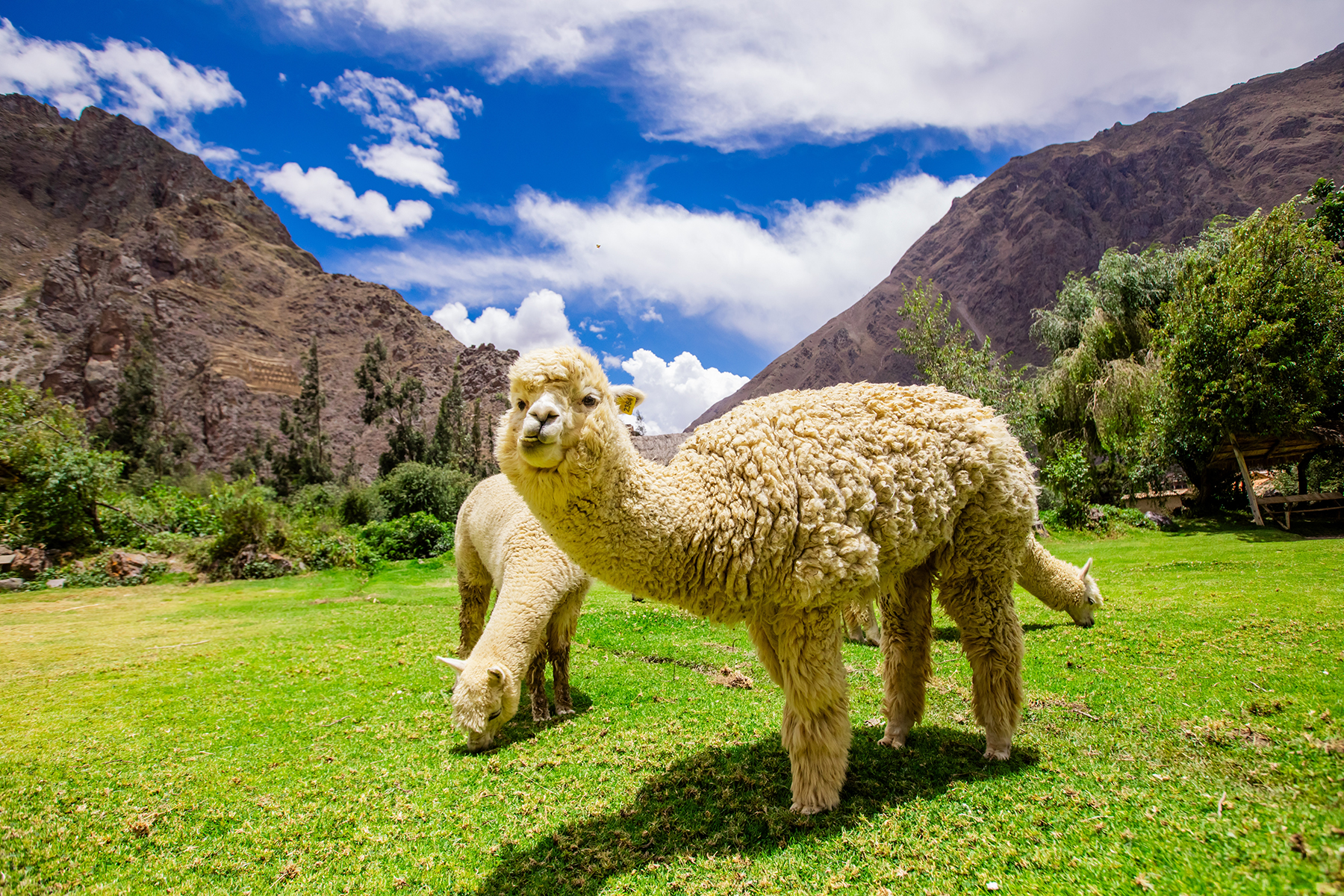 Ollantaytambo