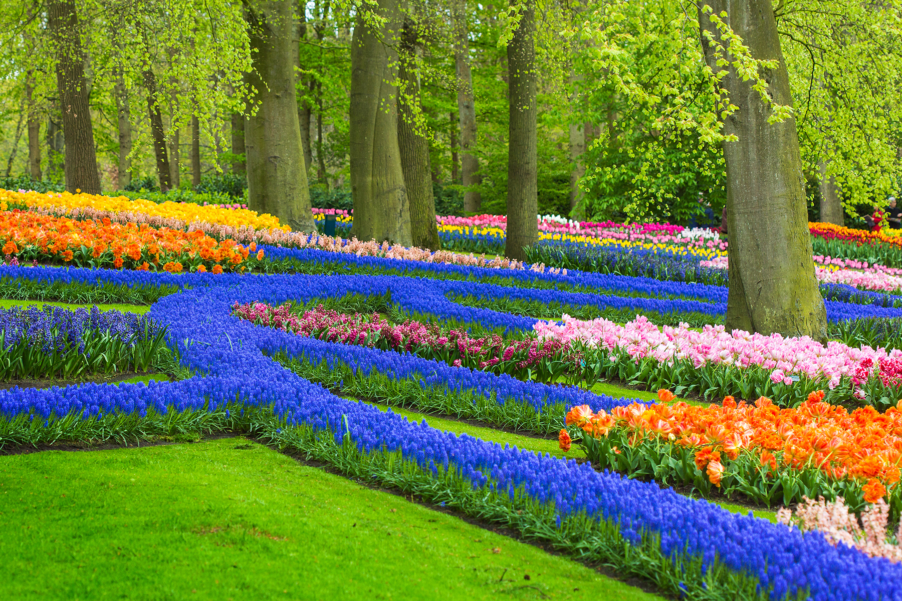 Keukenhof